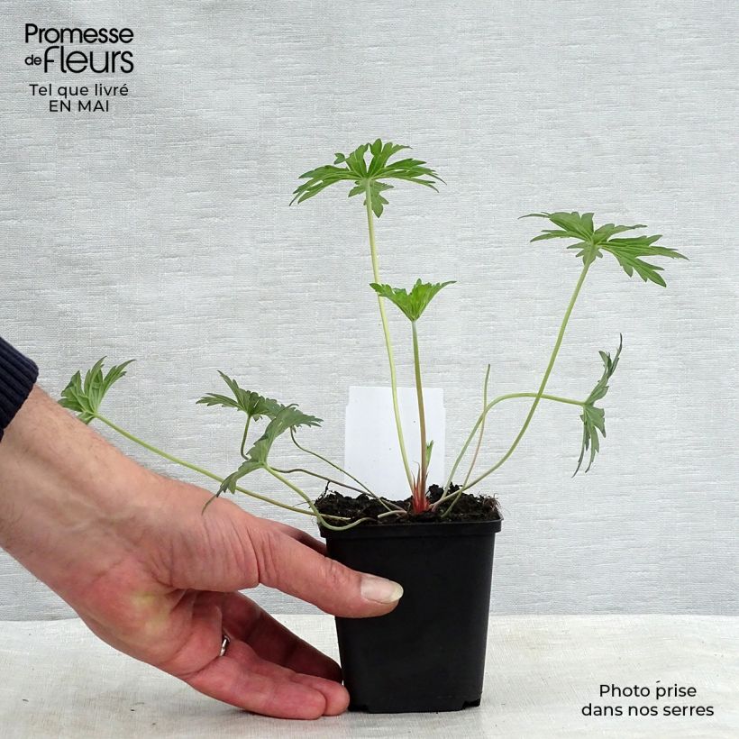 Amostra de Gerânio Eureka Blue - Geranium Vaso de 8/9 cm tal como entregue na primavera