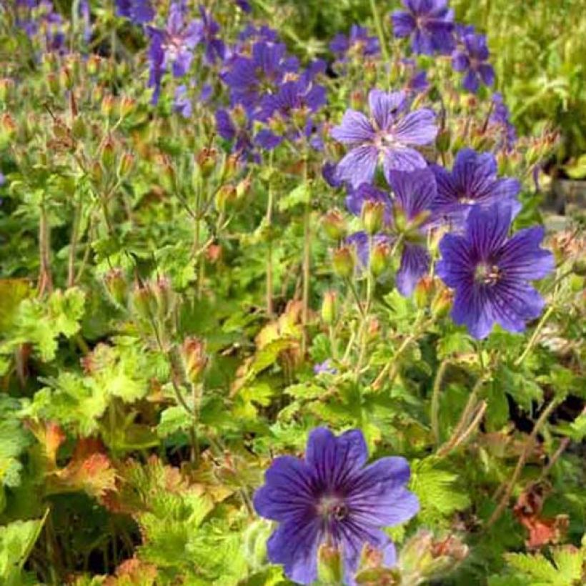 Geranium ibericum (Hábito)