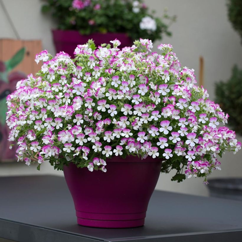 Sardinheira Mosquitaway Louise em minimottes (Hábito)