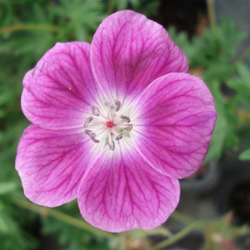 Gerânio-sanguíneo Elke - Geranium sanguineum (Floração)