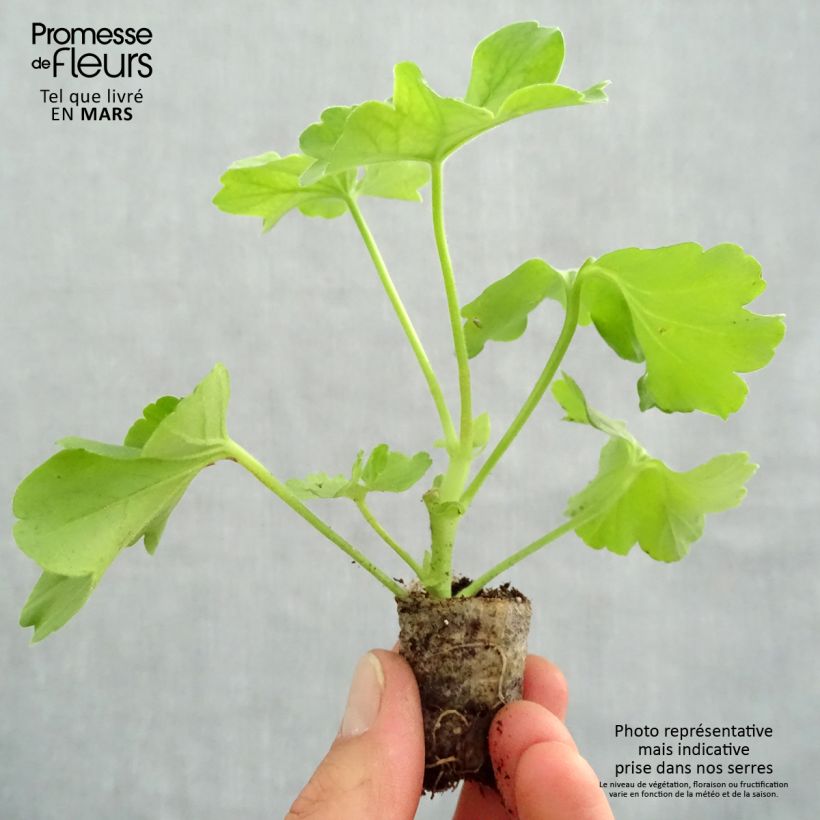 Amostra de Géranium TwoinOne Hot Pink Splash Mini-motte Ø 3/4 cm tal como entregue na primavera