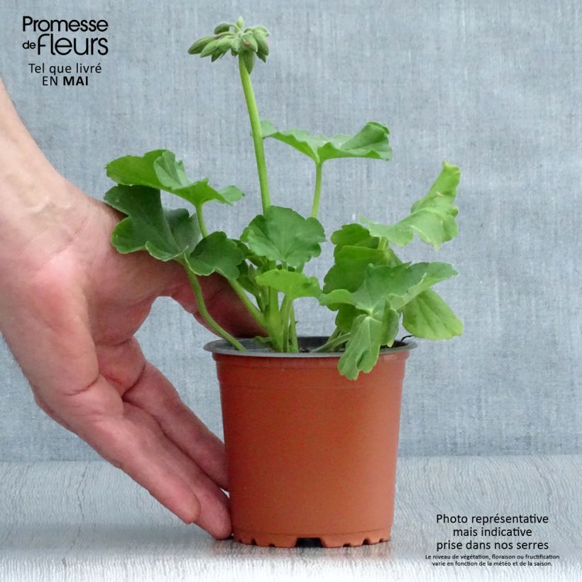 Amostra de Géranium TwoinOne Hot Pink Splash Godet de 8/9 cm tal como entregue na primavera