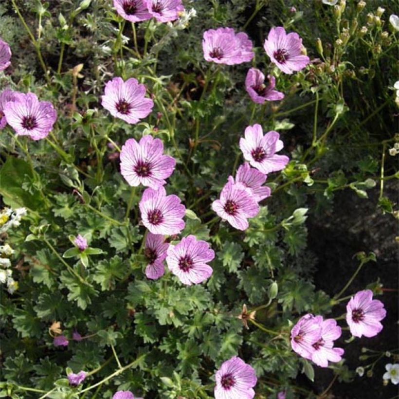 Gerânio Ballerina - Geranium cinereum (Floração)