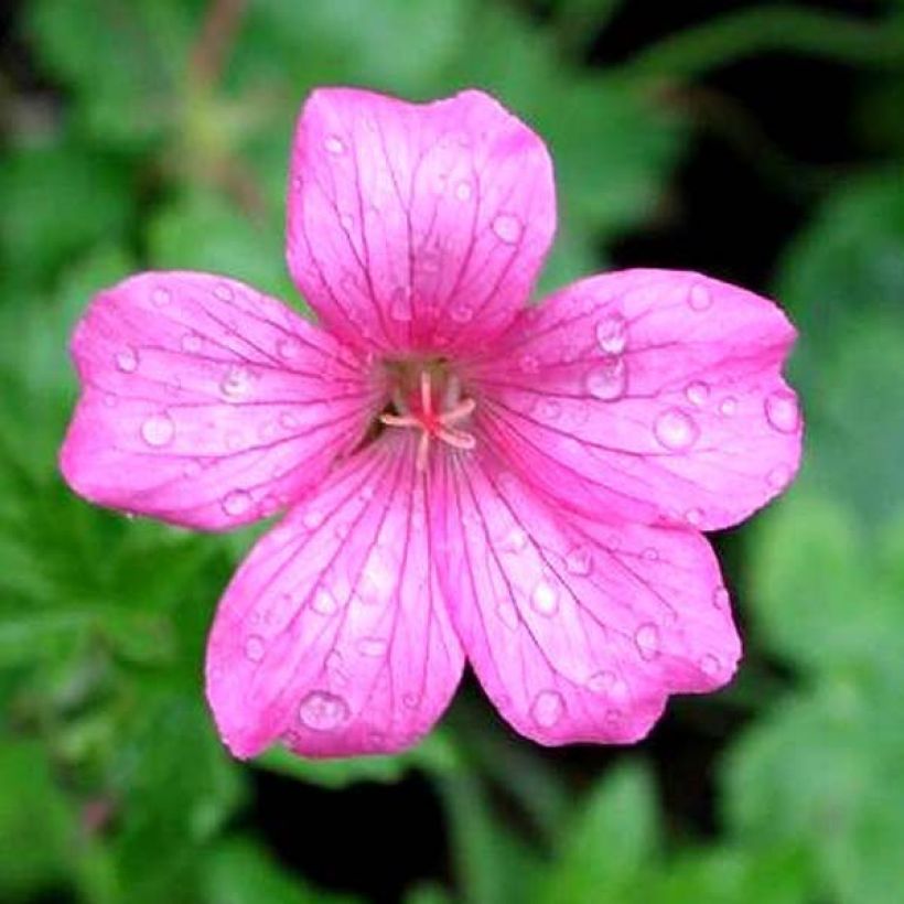 Gerânio Wargrave Pink (Floração)