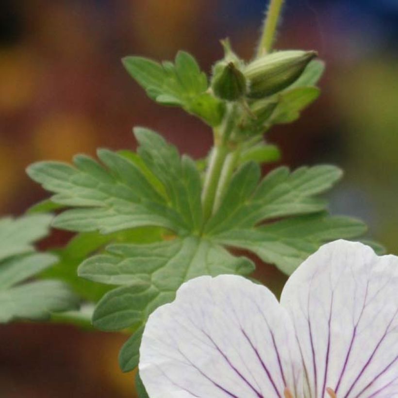 Geranium himalayense Derrick Cook (Folhagem)