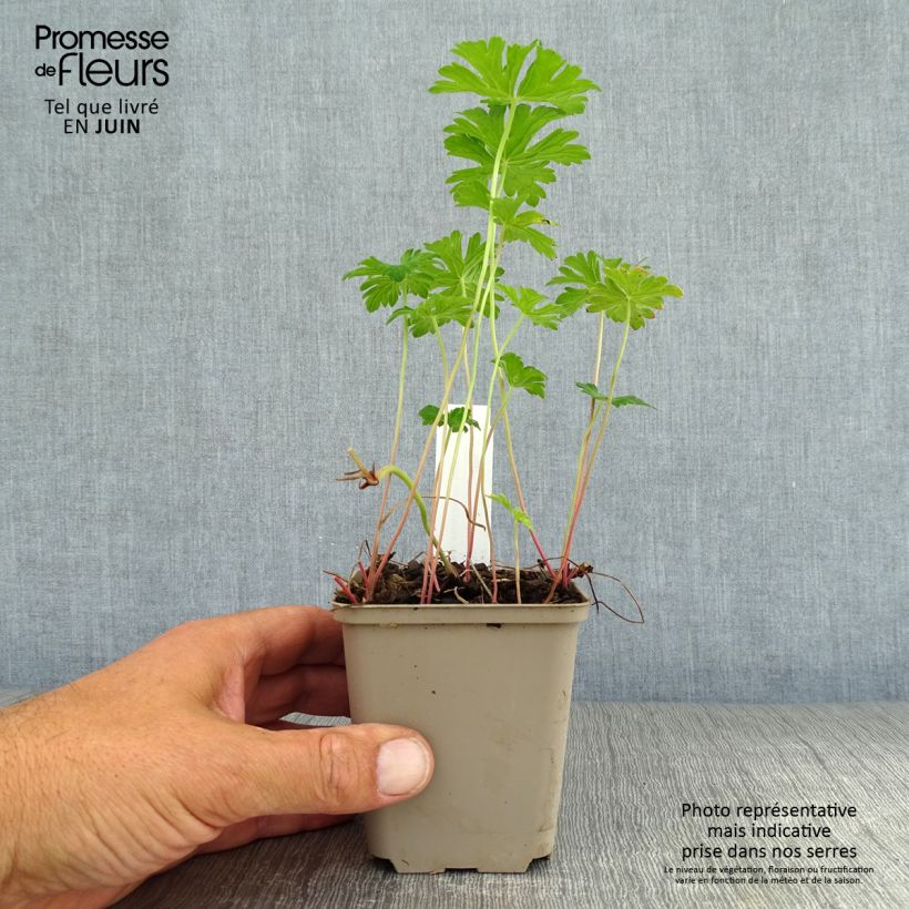 Amostra de Geranium himalayense Irish Blue Vaso de 8/9 cm tal como entregue no verão