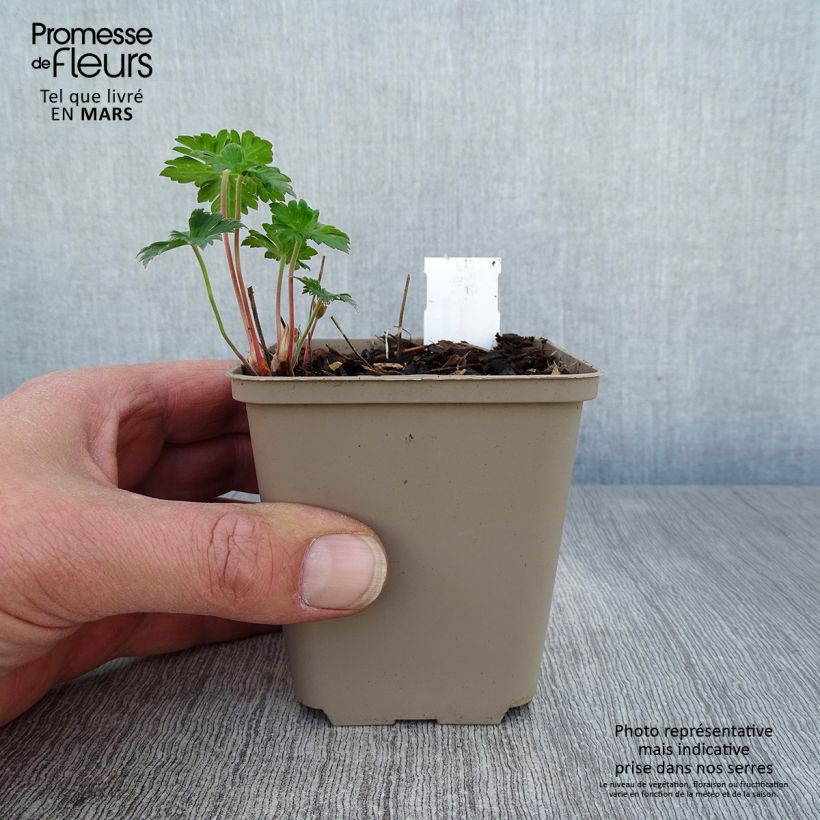 Amostra de Geranium himalayense Irish Blue Vaso de 8/9 cm tal como entregue na primavera