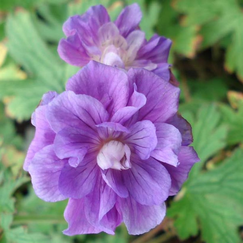 Geranium himalayense Plenum (Floração)