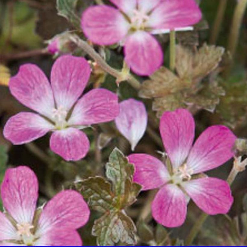 Gerânio Orkney Cherry® - Geranium oxonianum (Floração)