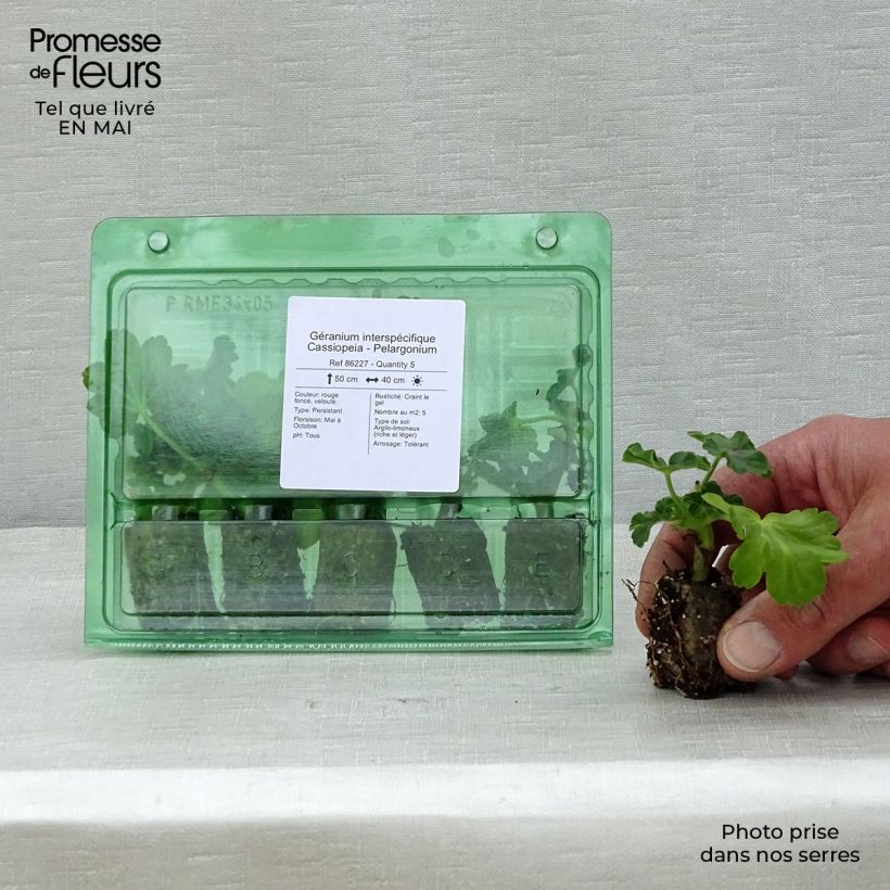 Amostra de Géranium interspécifique Cassiopeia - Pelargonium   Mini-motte Ø 3/4 cm tal como entregue na primavera