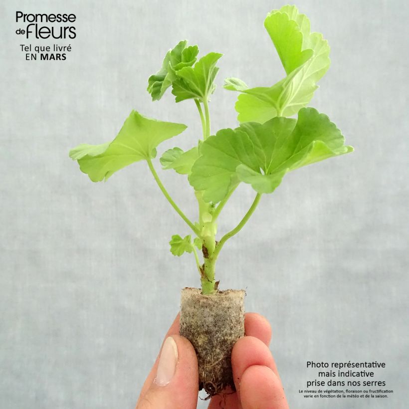 Amostra de Géranium interspécifique TwoInOne White Mini-mottes  Mini-motte Ø 3/4 cm tal como entregue na primavera