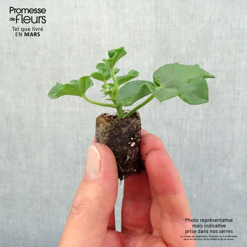 Amostra de Géranium-lierre Blanche Roche Mini-motte Ø 3/4 cm tal como entregue na primavera