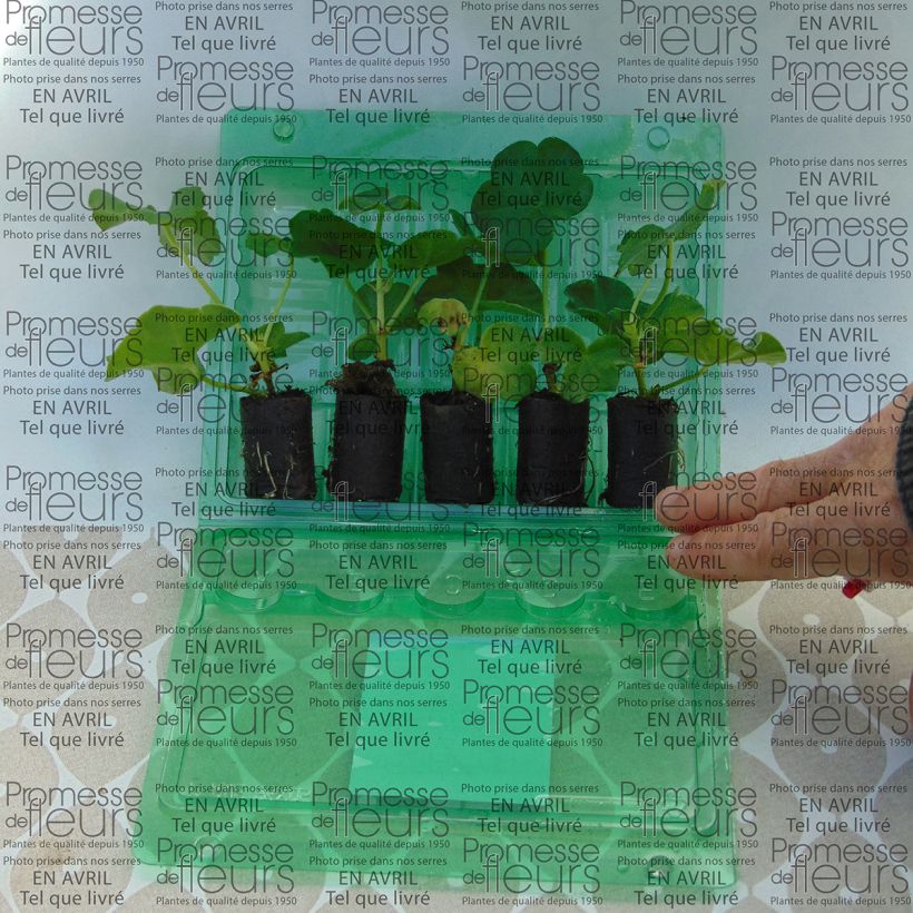 Exemplo de amostra de Géranium-lierre double Mexica Tomcat Mini-motte Ø 3/4 cm tal como entregue