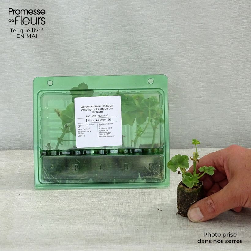 Amostra de Géranium lierre Rainbow Amethyst - Pelargonium peltatum  Mini-motte Ø 3/4 cm tal como entregue na primavera