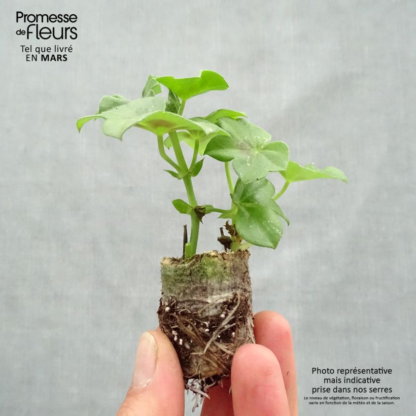 Amostra de Géranium lierre Rainbow Neon Purple - Pelargonium peltatum Mini-motte Ø 3/4 cm tal como entregue na primavera