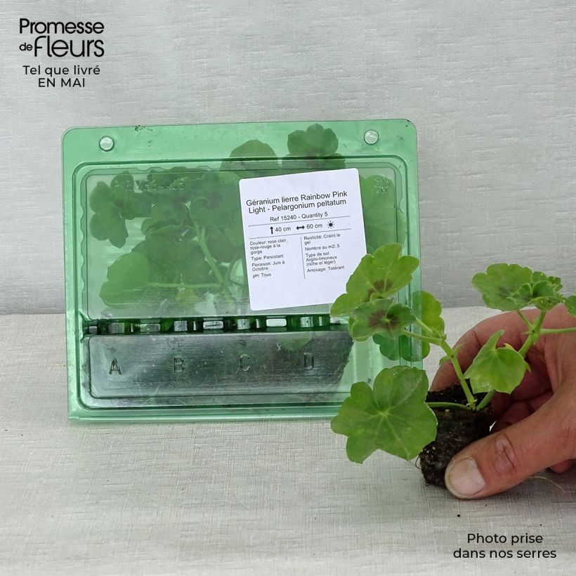 Amostra de Géranium lierre Rainbow Pink Light - Pelargonium peltatum Mini-motte Ø 3/4 cm tal como entregue na primavera
