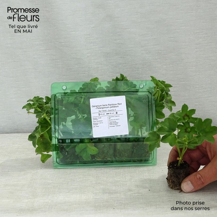Amostra de Géranium lierre Rainbow Red - Pelargonium peltatum Mini-motte Ø 3/4 cm tal como entregue na primavera