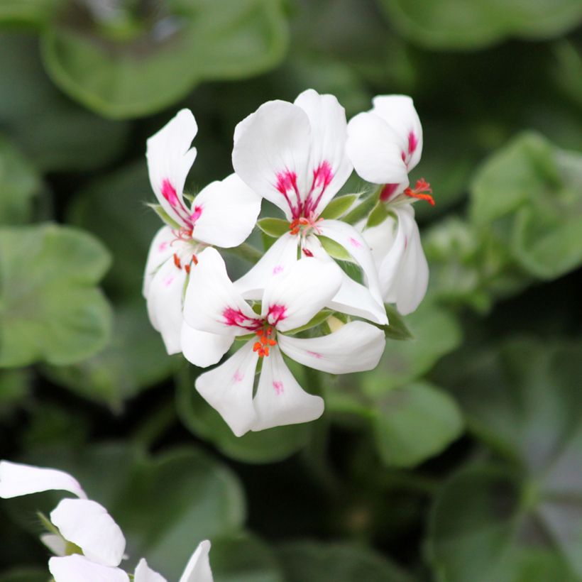 Gerânio Hera Rainbow Branco (Floração)