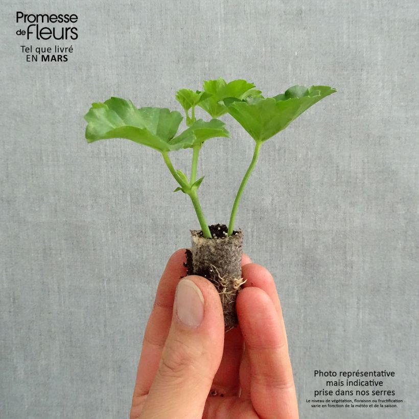 Amostra de Gerânio Hera Balcon Rosa Lilás Mini-torrão Ø 1,5/2,5 cm tal como entregue na primavera