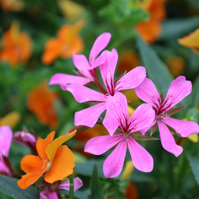 Gerânio Hera Balcon Rosa Lilás (Floração)