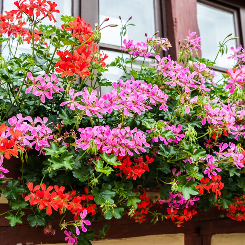 Gerânio Hera Balcon Rosa Lilás (Hábito)