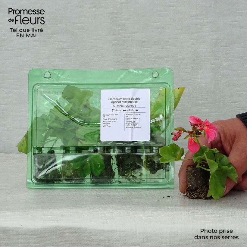 Amostra de Géranium-lierre double Apricot Mini-mottes Mini-motte Ø 3/4 cm tal como entregue na primavera