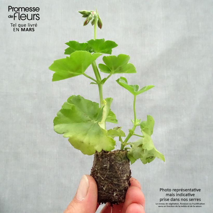Amostra de Géranium lierre double BIG 5 Red - Pelargonium peltatum Mini-motte Ø 3/4 cm tal como entregue na primavera