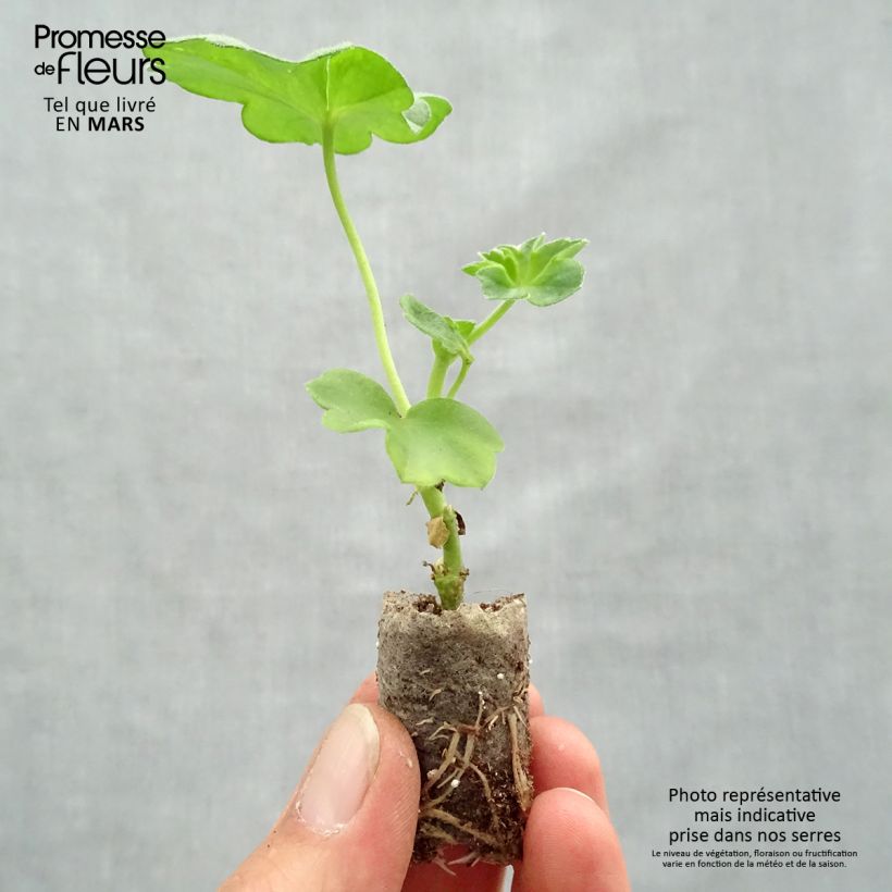 Amostra de Gerânio Hera Double Royal Azul Mini-torrão Ø 1,5/2,5 cm tal como entregue na primavera