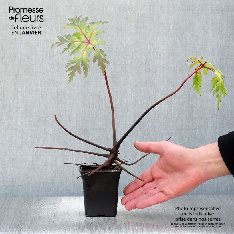 Amostra de Géranium maderense - Géranium de Madère Vaso de 7/8 cm tal como entregue no inverno