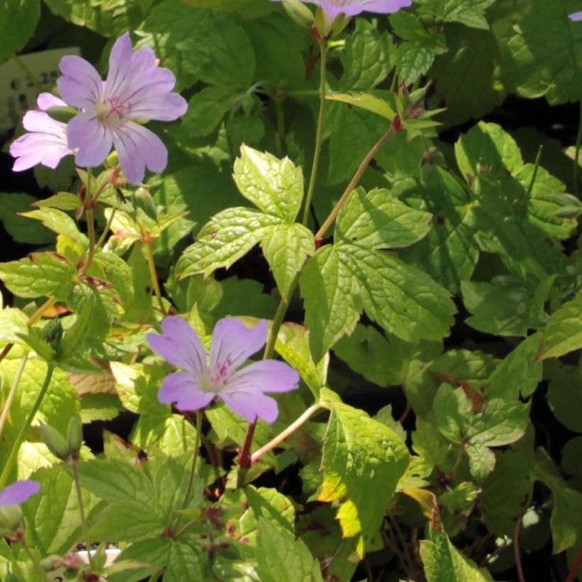 Geranium nodosum Simon (Folhagem)