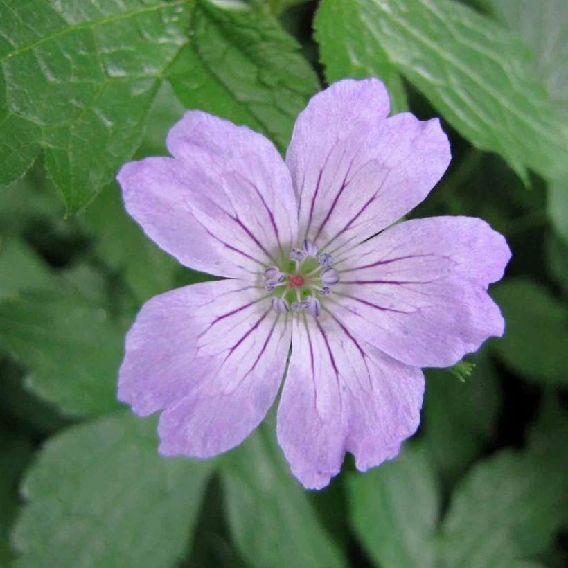 Geranium nodosum Simon (Floração)