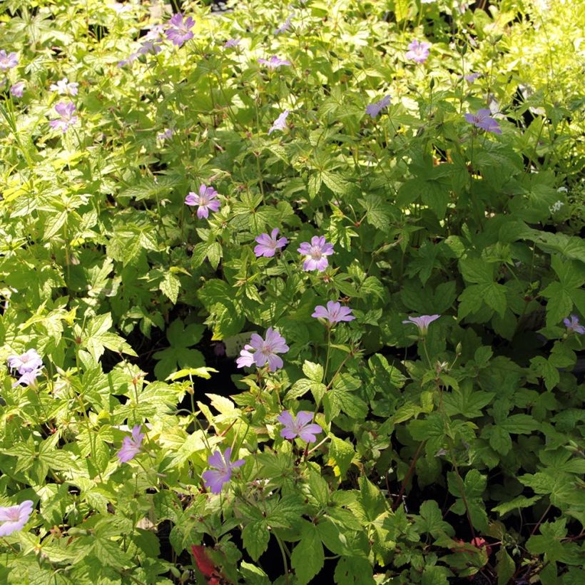 Geranium nodosum Simon (Hábito)