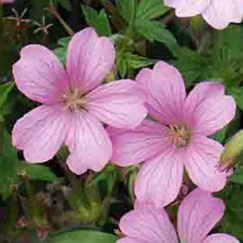 Gerânio Hollywood - Geranium oxonianum (Floração)