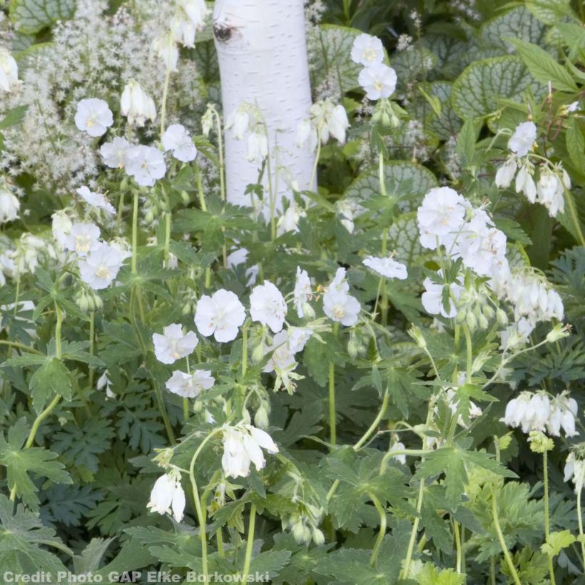 Geranium phaeum Album (Hábito)