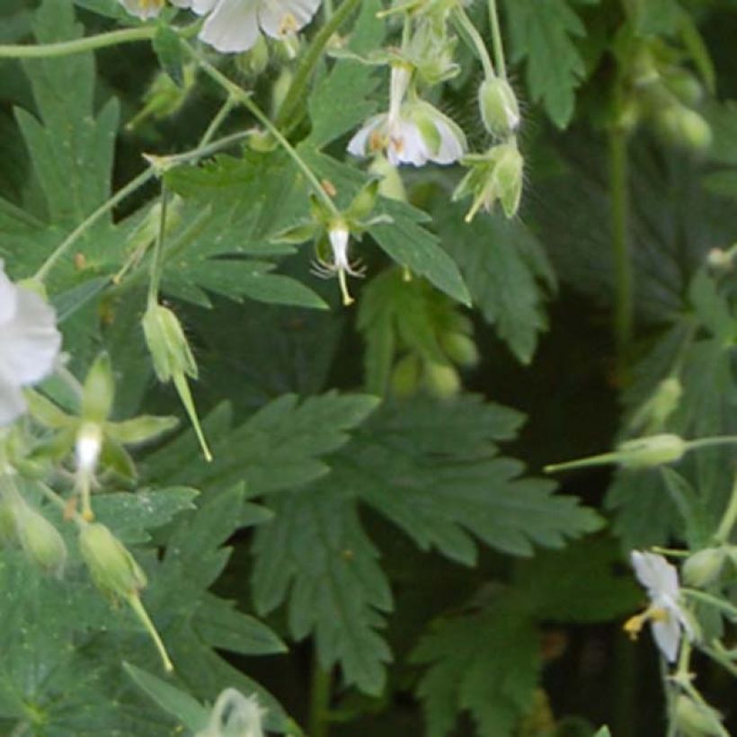 Geranium phaeum Album (Folhagem)