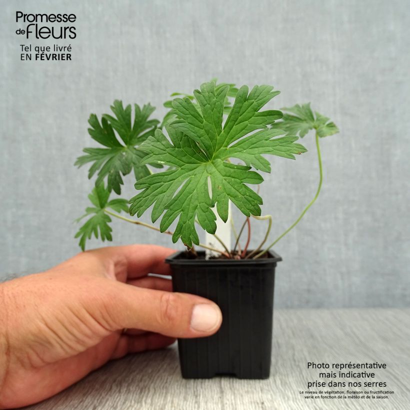 Amostra de Geranium pratense Else Lacey Vaso de 8/9 cm tal como entregue no outono