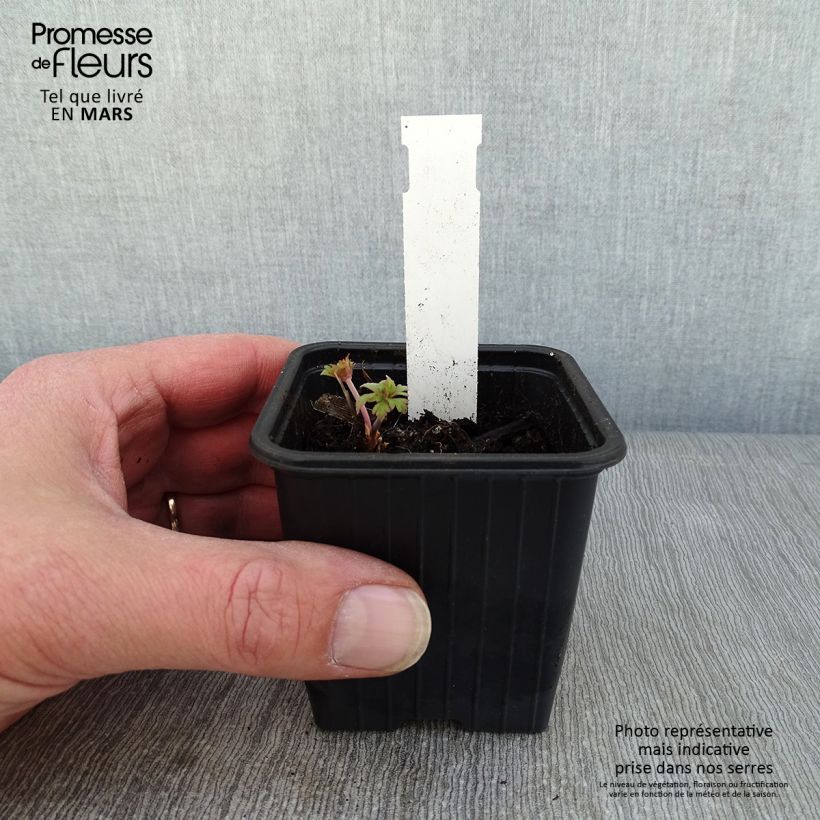 Amostra de Geranium pratense Else Lacey - géranium des prés Vaso de 8/9 cm tal como entregue no inverno