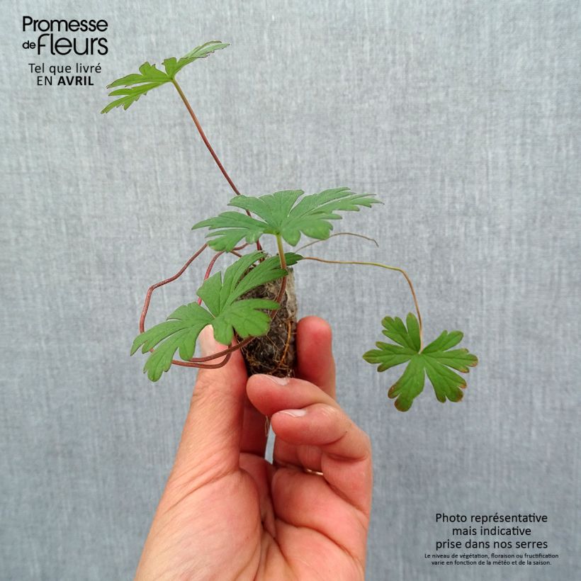 Amostra de Geranium pratense Else Lacey Mini-torrão Ø 1,5/2,5 cm tal como entregue na primavera
