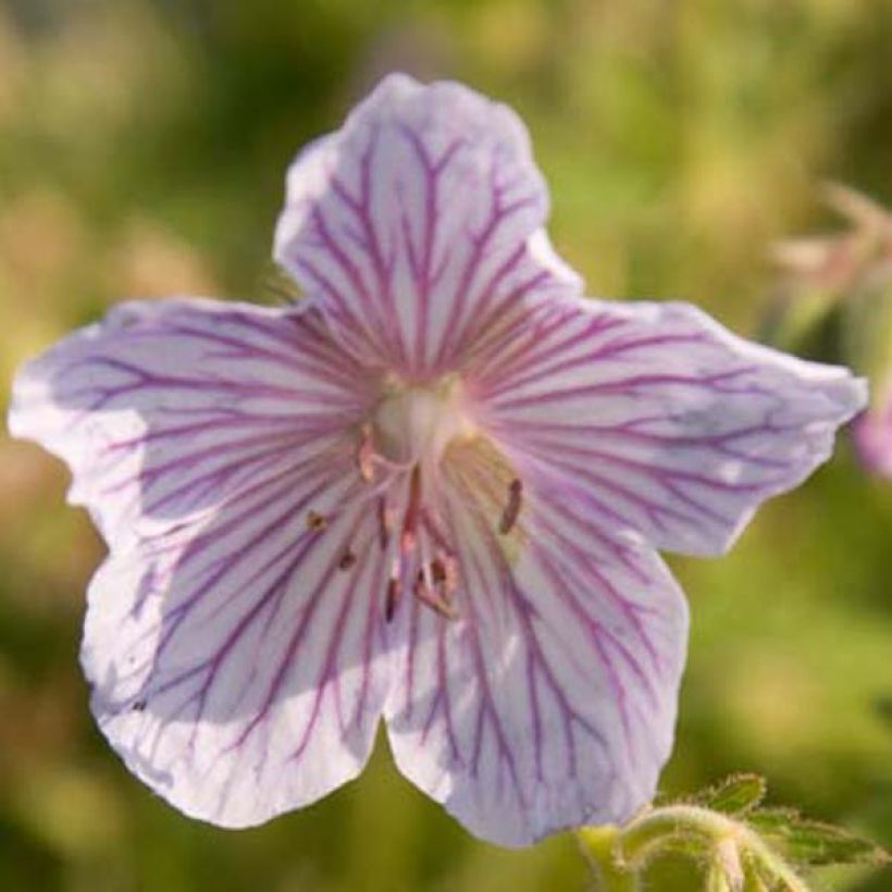 Geranium pratense Ilja (Floração)