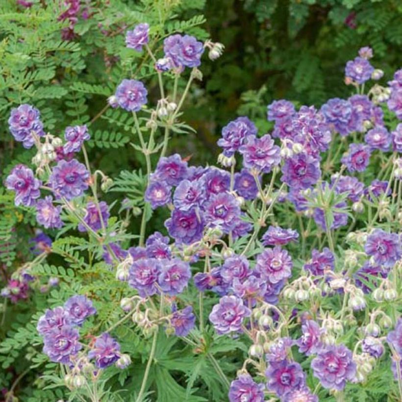 Geranium himalayense Plenum (Hábito)