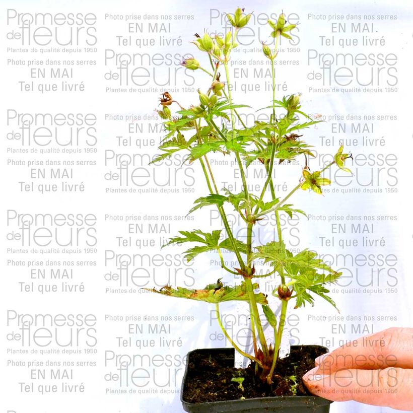 Exemplo de amostra de Géranium vivace psilostemon Eva Vaso de 8/9 cm tal como entregue