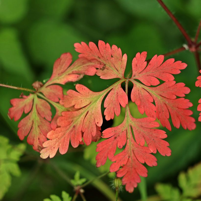 Erva-de-são-roberto  - Geranium robertianum (Folhagem)