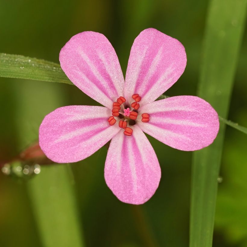 Erva-de-são-roberto  - Geranium robertianum (Floração)