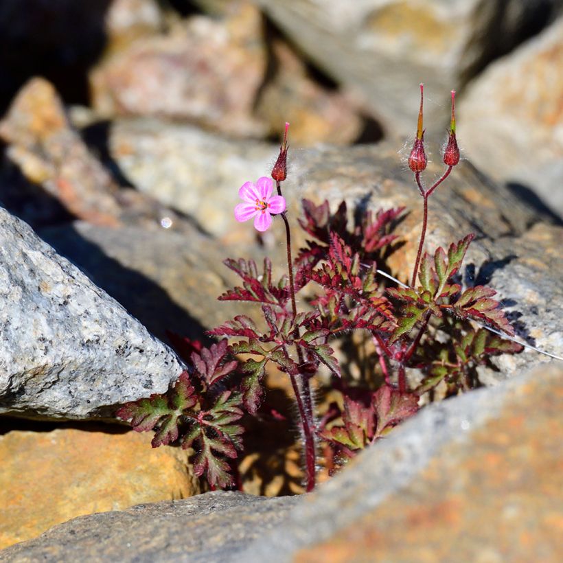Erva-de-são-roberto  - Geranium robertianum (Hábito)
