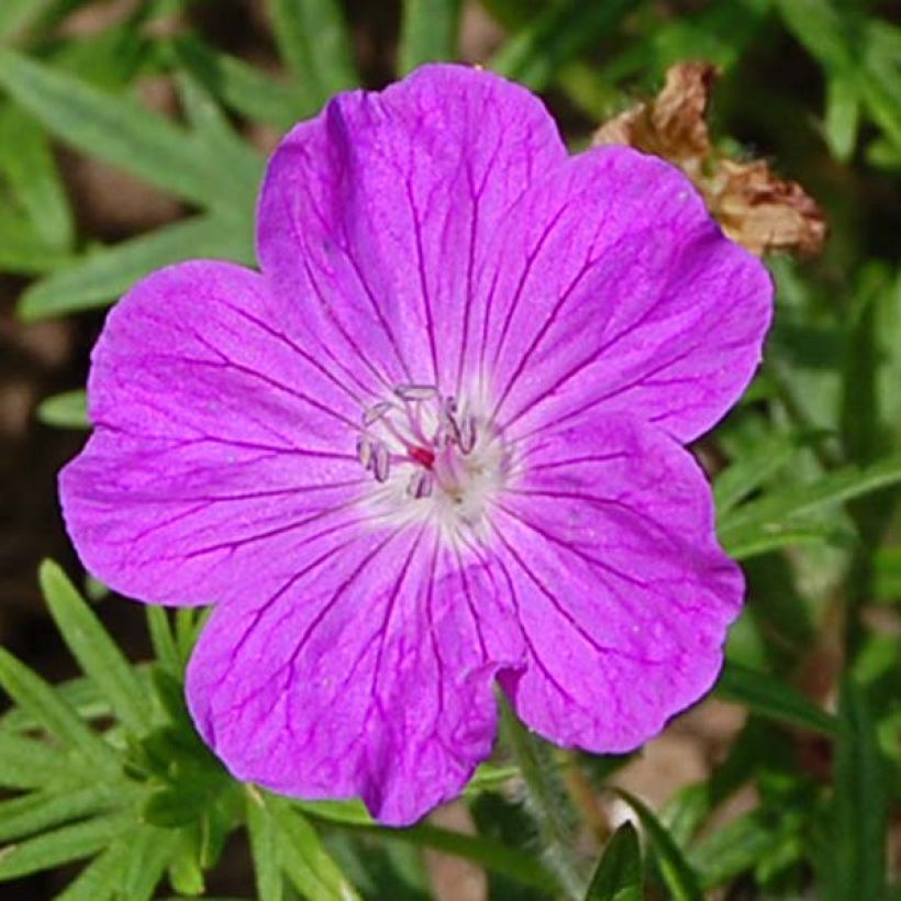 Geranium sanguineum (Floração)