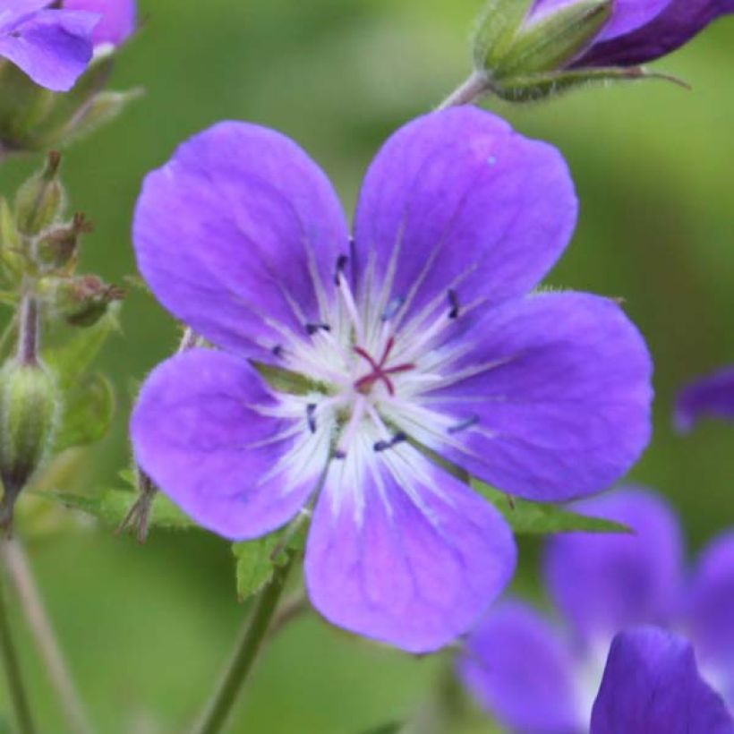 Geranium sylvaticum Ice Blue (Floração)