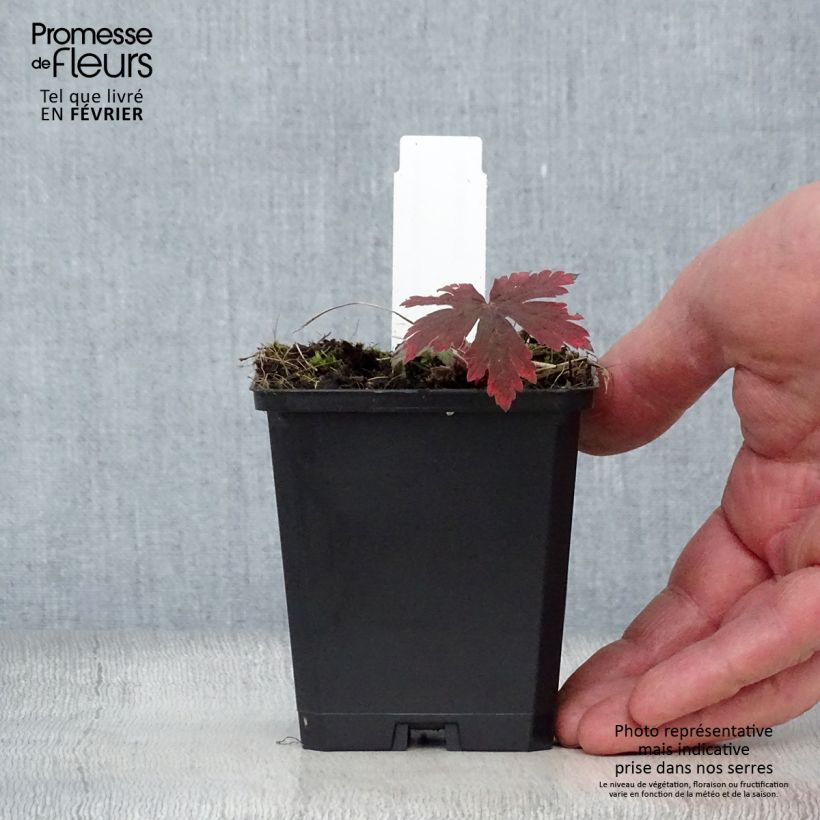 Amostra de Gerânio Ann Folkard - Geranium Vaso de 8/9 cm tal como entregue no inverno