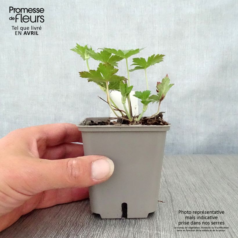 Amostra de Gerânio Anne Thomson - Geranium Vaso de 8/9 cm tal como entregue na primavera