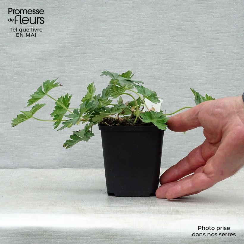 Amostra de Gerânio Azure Rush - Geranium x wallichianum Vaso de 8/9 cm tal como entregue na primavera