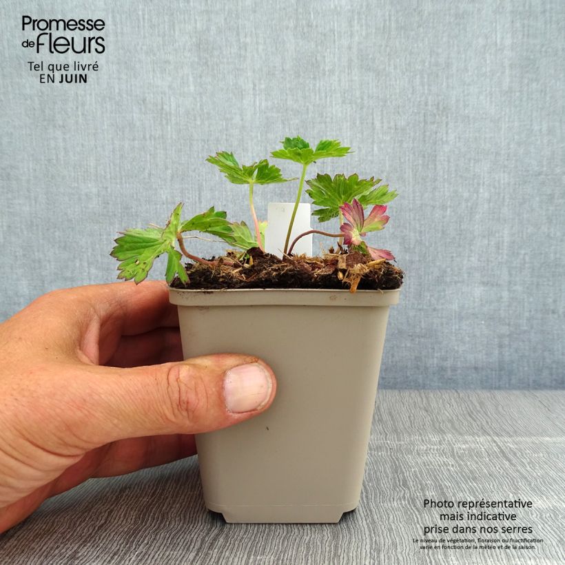 Amostra de Gerânio Azure Rush - Geranium x wallichianum Vaso de 8/9 cm tal como entregue no verão